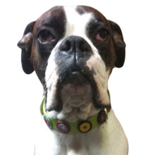 Load image into Gallery viewer, Harley wearing Brady dog collar