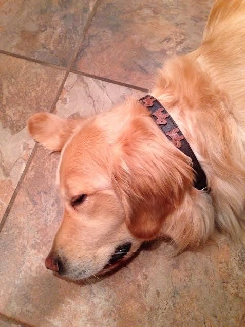 Malka Crystal Leather Dog Collar